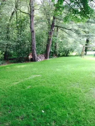 A lush green lawn framed by mature trees